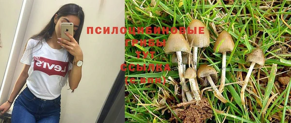 PSILOCYBIN Зеленодольск